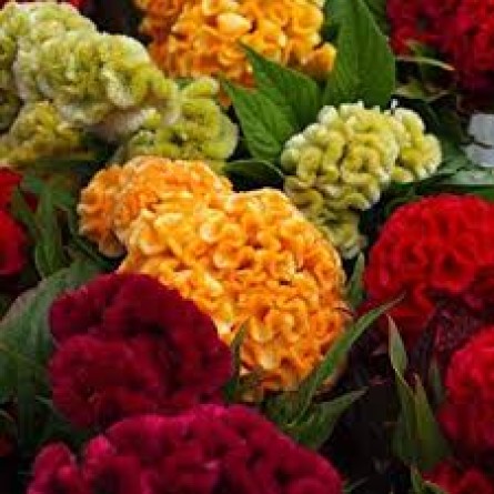 Cockscomb Mixed Flower Seeds(30-40 Seeds/Pack)